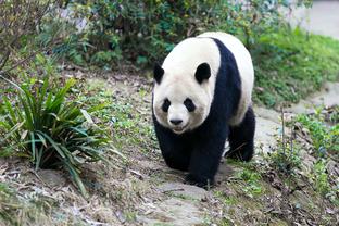 阿泰：在我和科比的巅峰 我们能够击败任何锋线